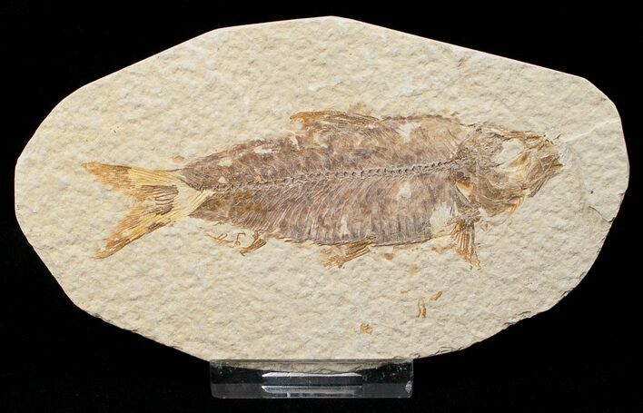 Bargain Knightia Fossil Fish - Wyoming #16463
